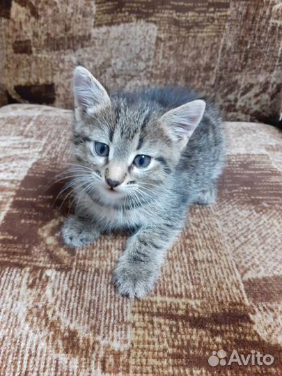 Мальчик-красавчик