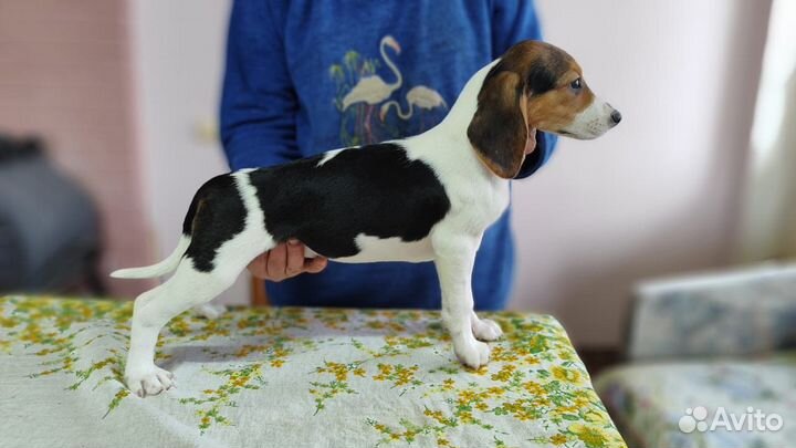 Эстонская гончая щенки