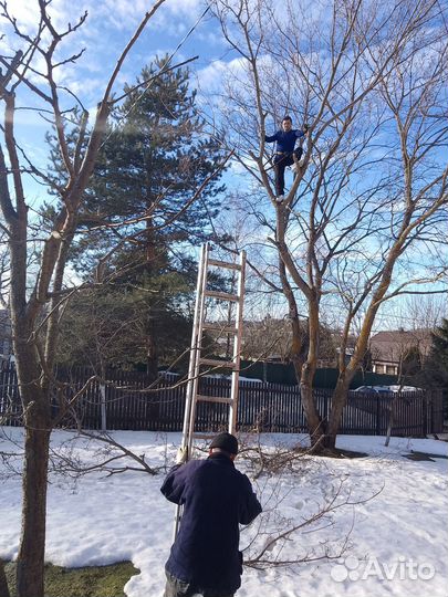 Cпил деревьев