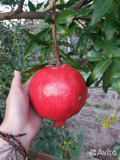 Гранаты саженцы