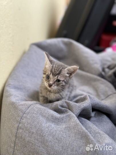 Котенок в добрые руки