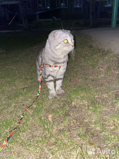 Шотландский вислоухий кот