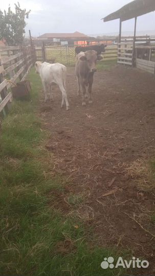 Коровы 2 бычки 3