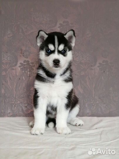 Сибирский хаски