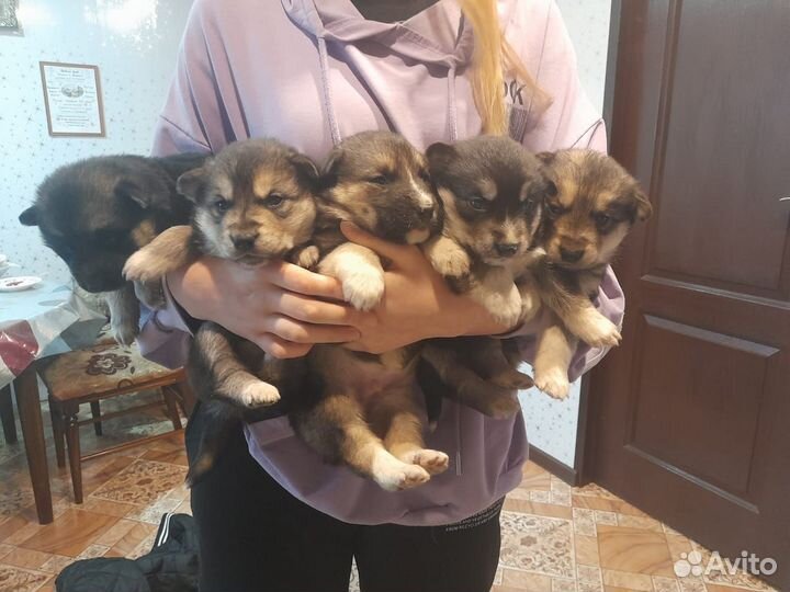 Отдам бесплатно щенки