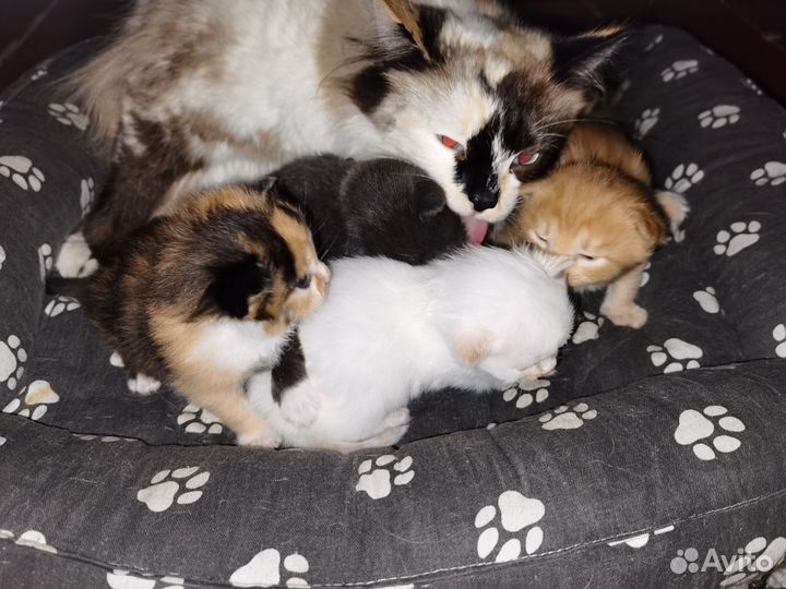 Котята в добрые руки