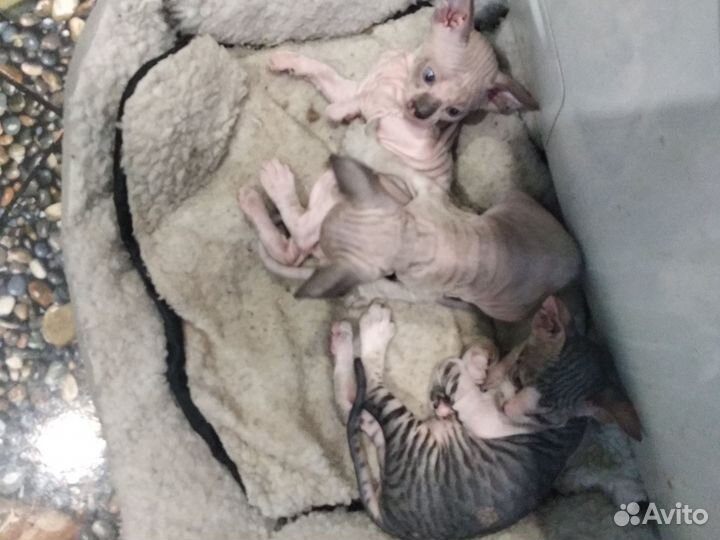Донской сфинкс котята