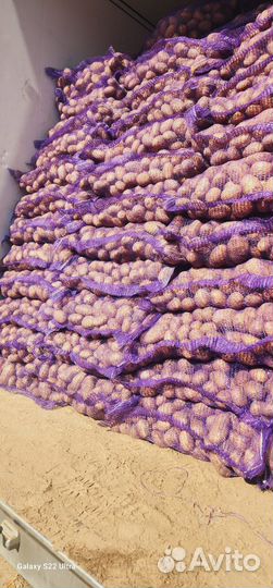 Картофель оптом