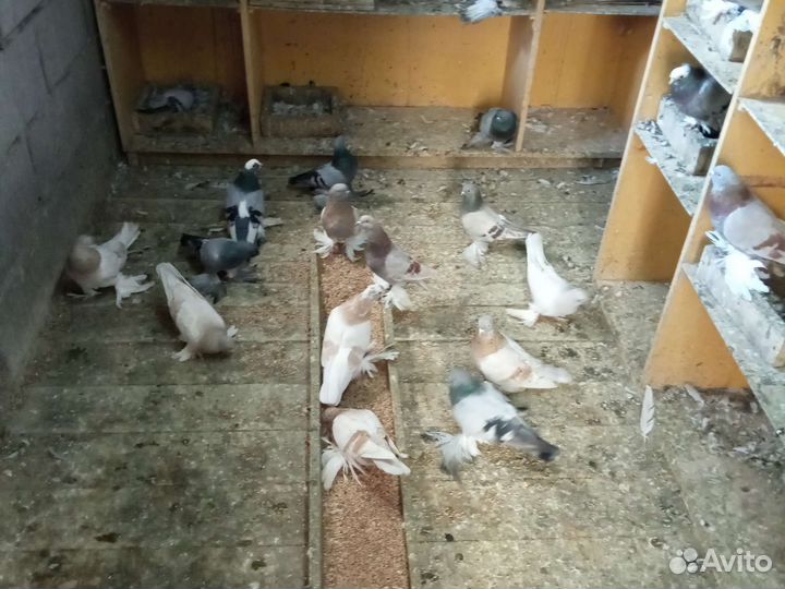 Голуби оптом