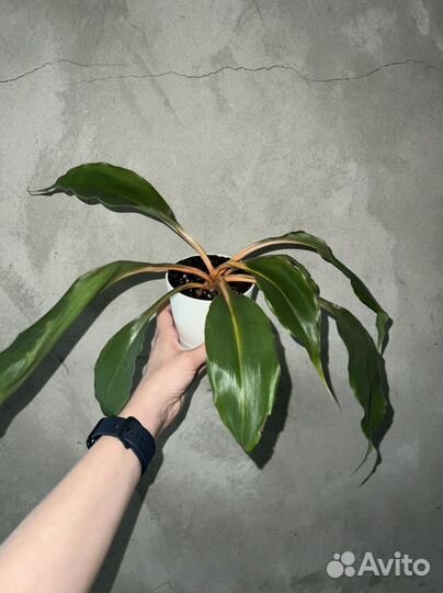 Сциндапсус