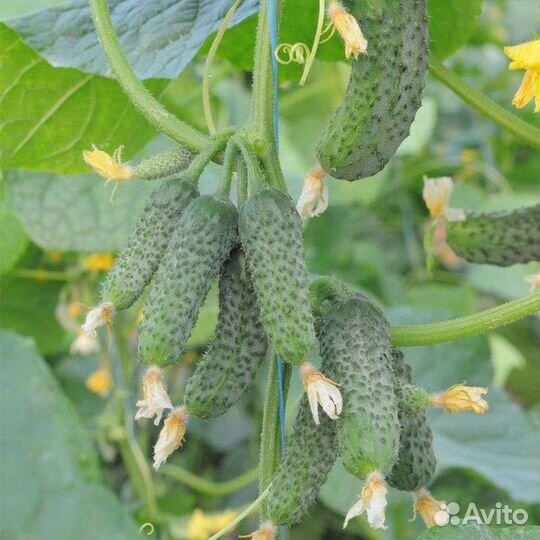 Самый лучший в мире гибрид огурца из Польши