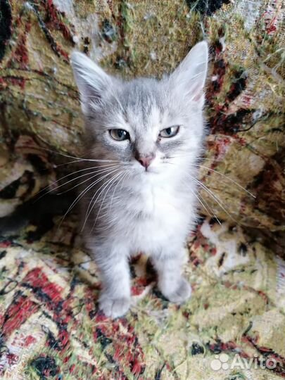 Отдается в добрые руки котенок