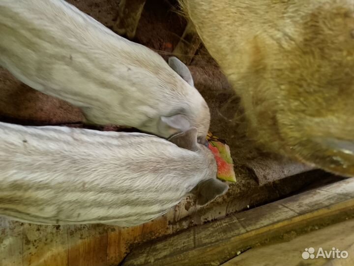 Поросята Кармал\Дюрок