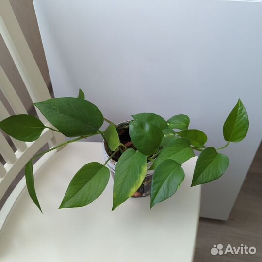 Цветок - живой очиститель воздуха