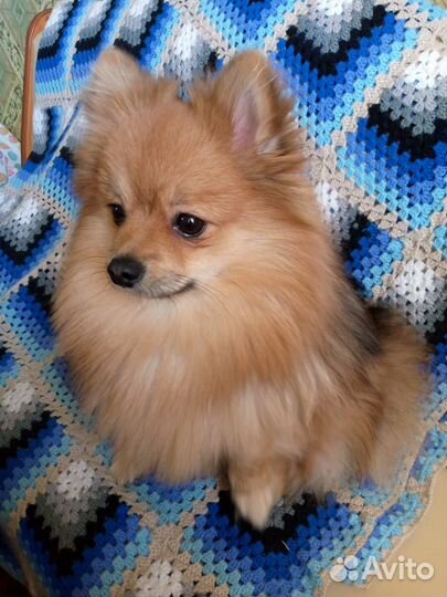 Передержка животных на время отпуска