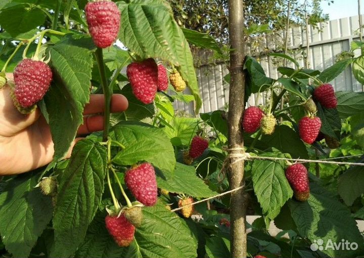 Саженцы малины