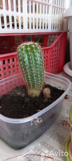 Кактусы и суккуленты