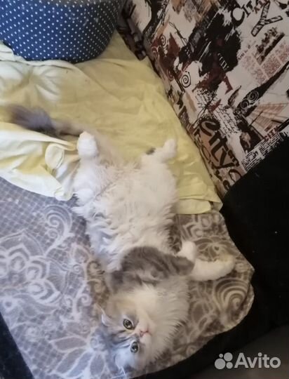 Вислоухая кошка