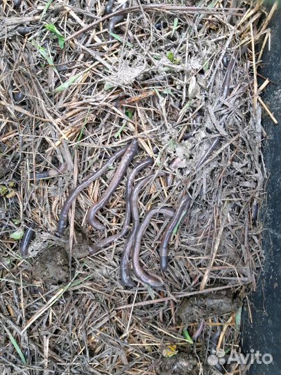 Черви Выползок