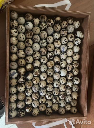 Инкубационное яйцо перепелов техас утяжелёный