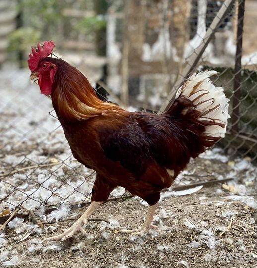 Петух Хайсекс Браун