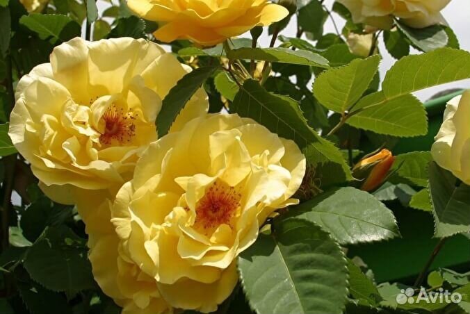 Плетистая роза Голден Гейтс