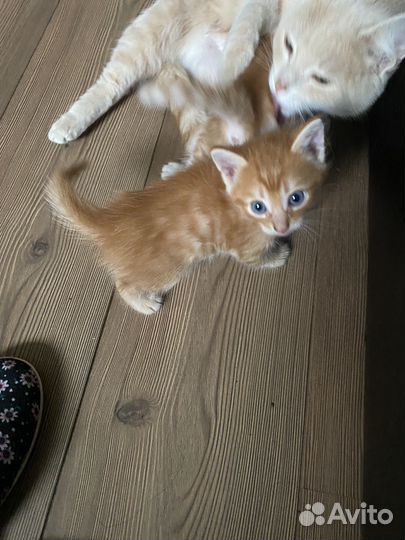 Котята