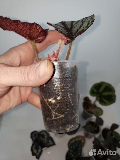 Бегония декоративно лиственная