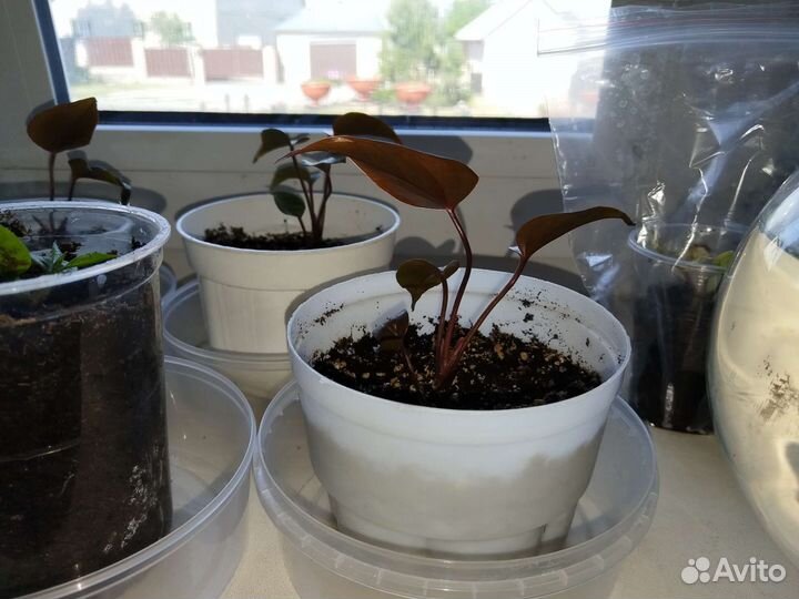 Антуриум Спатифиллум Цикламен