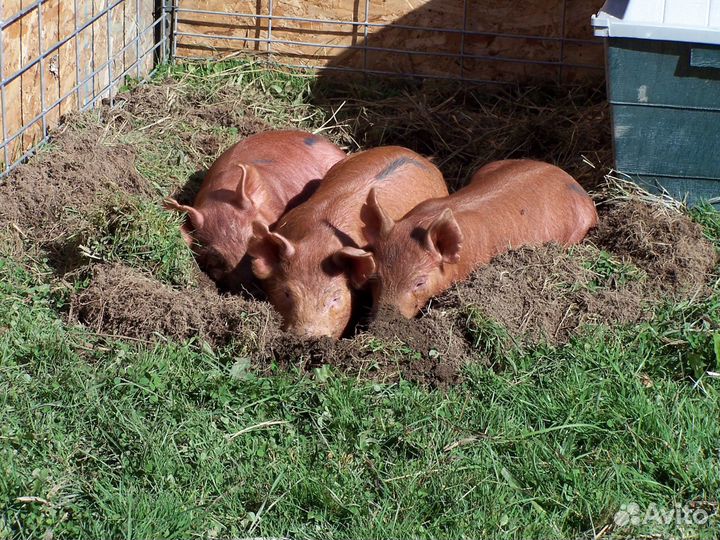 Поросята Дюрок