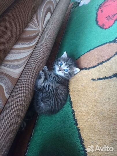 Кошки в добрые руки бесплатно