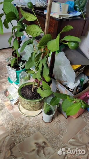 Лимоны комнатные