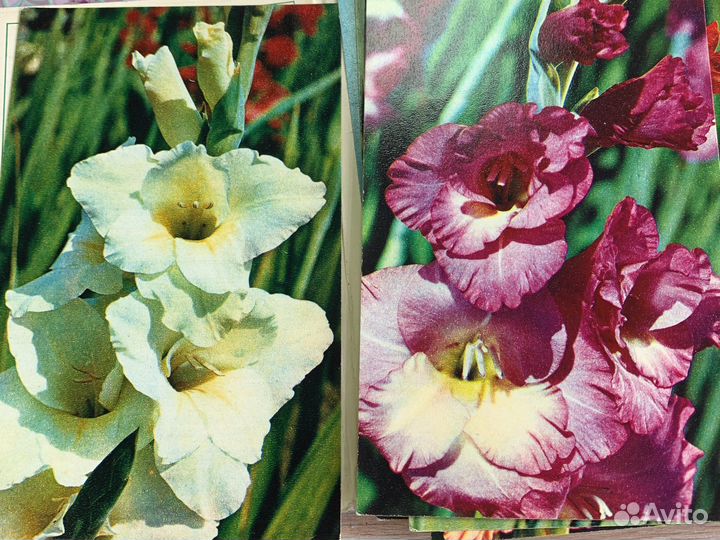 Открытки СССР цветы гладиолусы