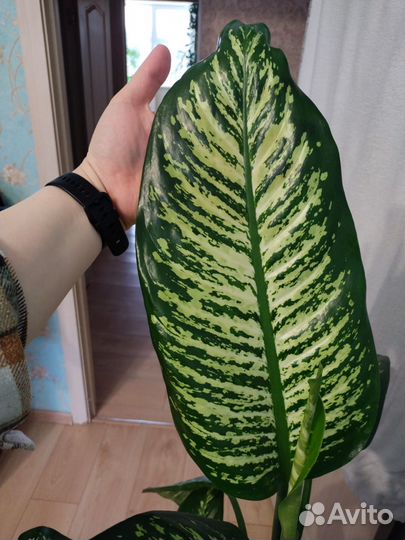 Диффенбахия