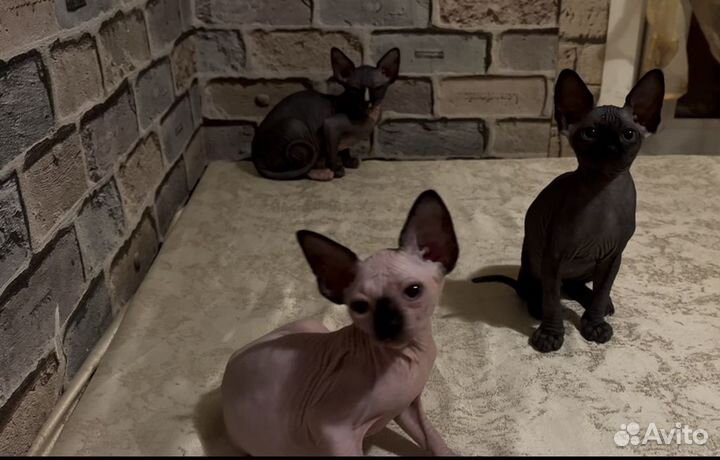 Канадский сфинкс