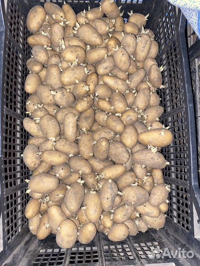 Посадочный картофель