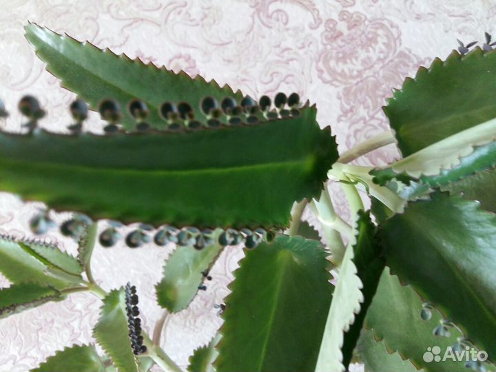 Каланхоэ лечебный