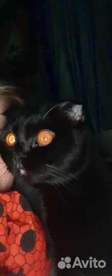 Британские котята