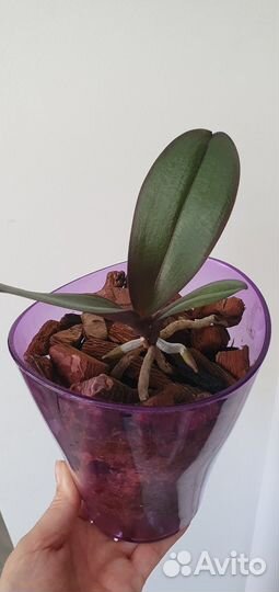 Орхидея фаленопсис