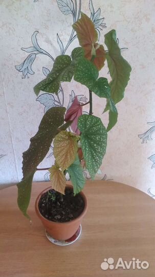 Королевская бегония