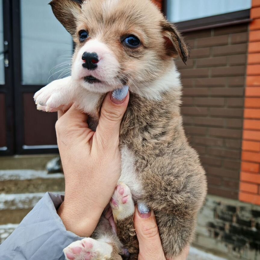 Малыши корги мальчики и девочки