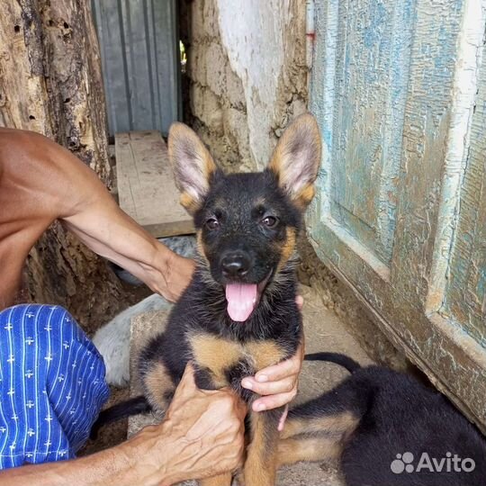 Щенки немецкой овчарки