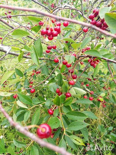 Отросток вишни