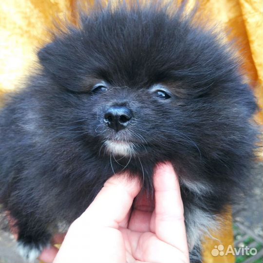 Померанский шпиц мини девочка