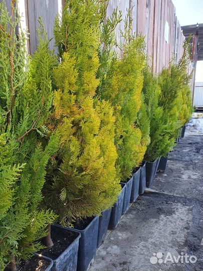 Хвойные деревья