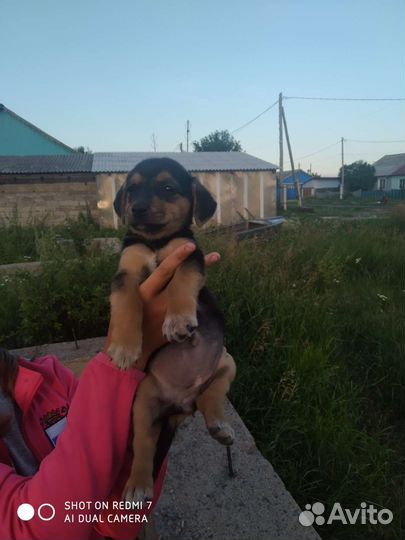 Щенки дворняжки мальчики, и девочки