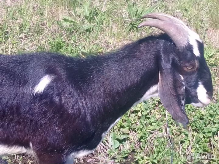 Животное Козел