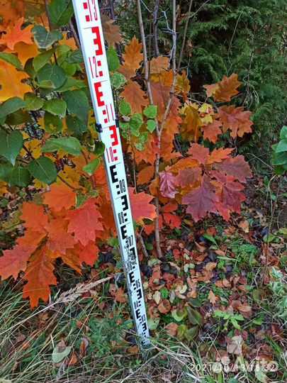 Дуб красный 3 метра