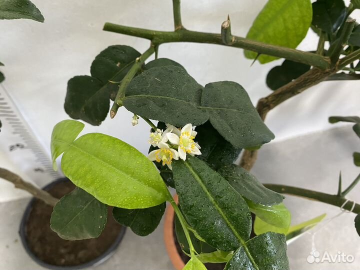 Взрослый цитрус