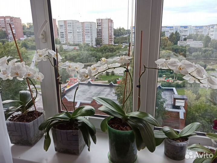 Продам орхидею